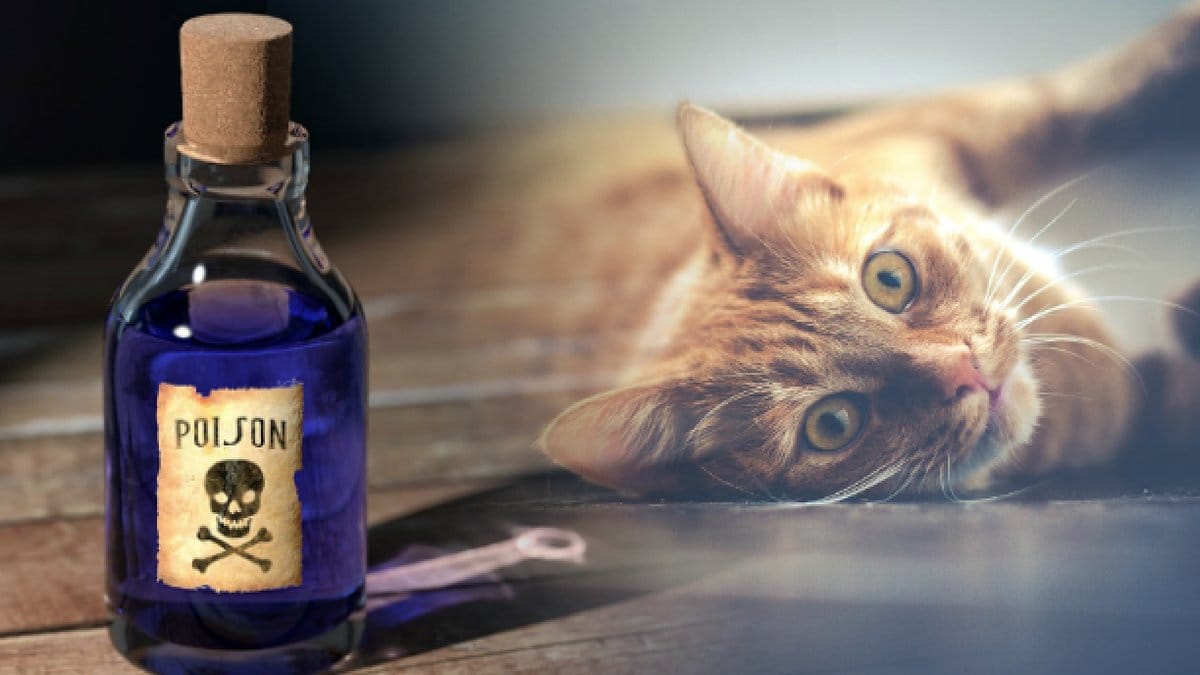 Flera katter har tagits in för vård efter förgiftning.