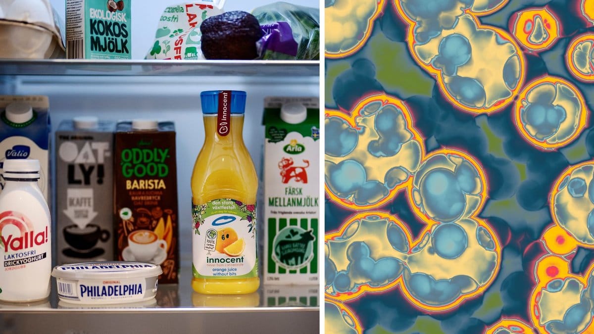 Kylskåp med mat i och bakterier.