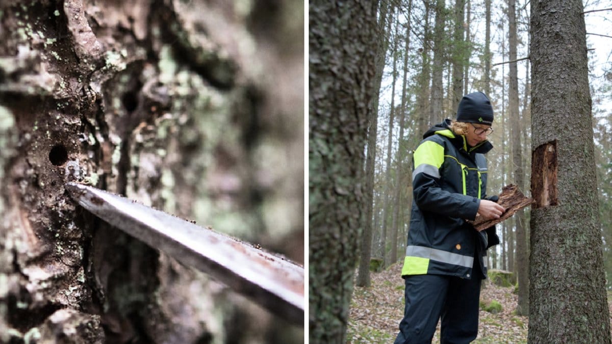 Om man hittar ett hål i barken, kan det avslöja att trädet angripits av granbarkborre. 