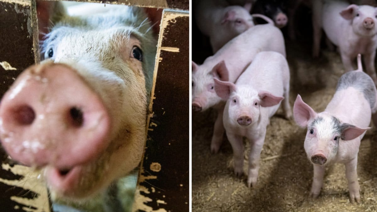 276 grisar nödslaktades.