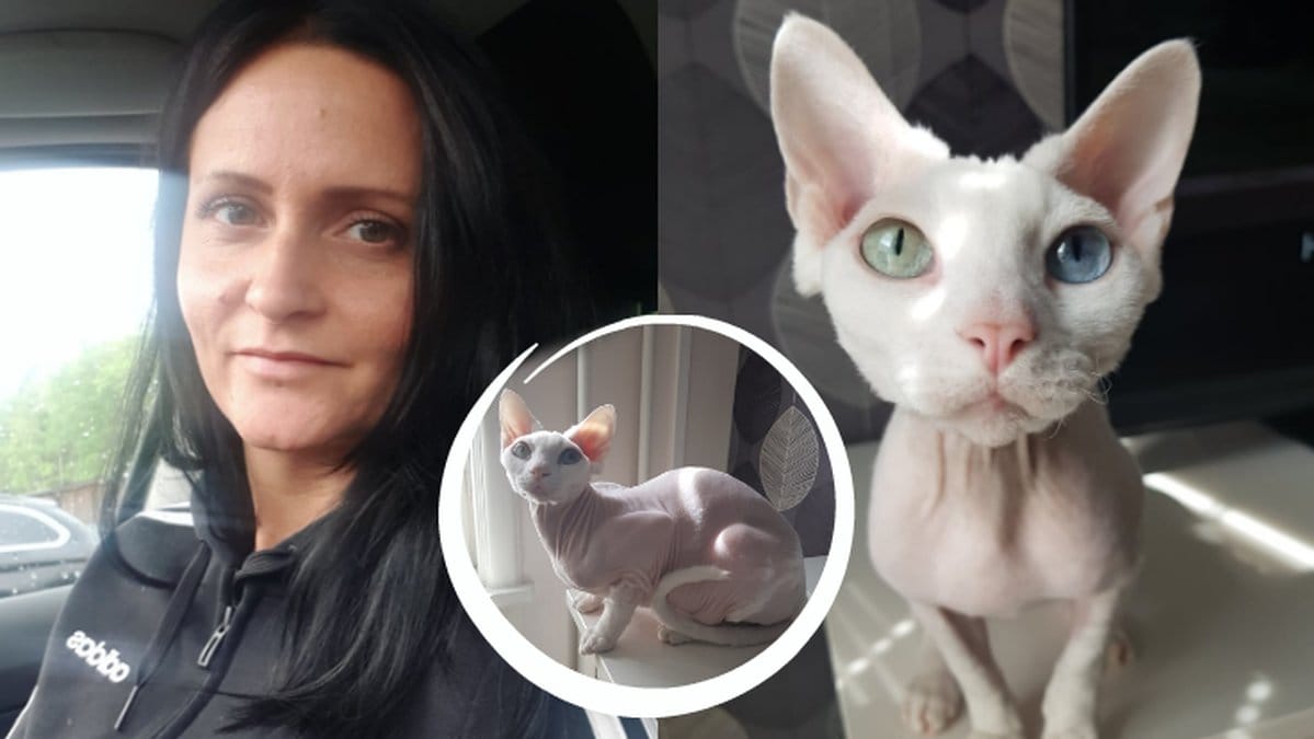 Nakenkatt i Örebro
