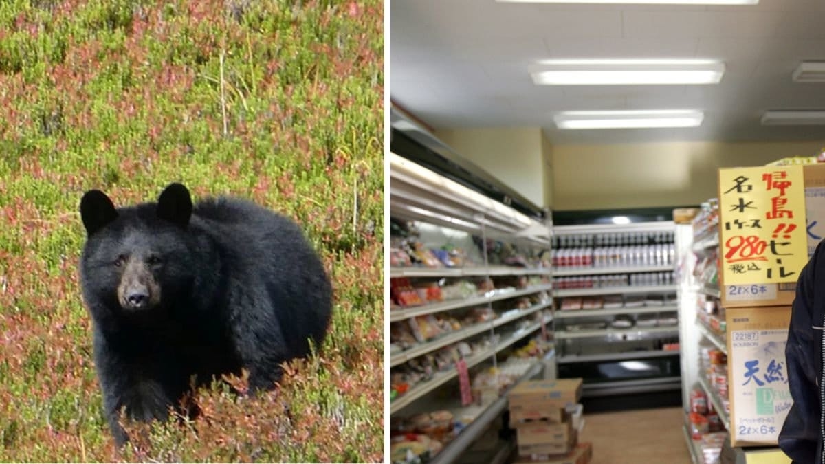 Arkivbilder på en björn och en japansk mataffär.