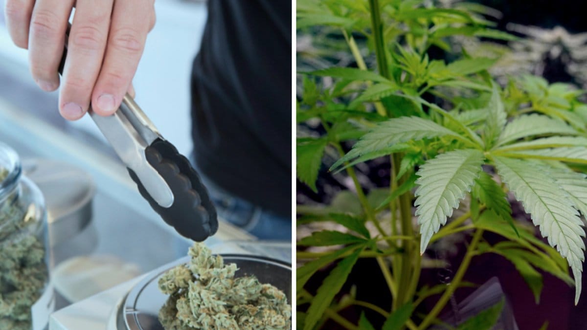 Sverige frias av Europadomstolen i ett omskrivet mål om cannabis som smärtlindring.