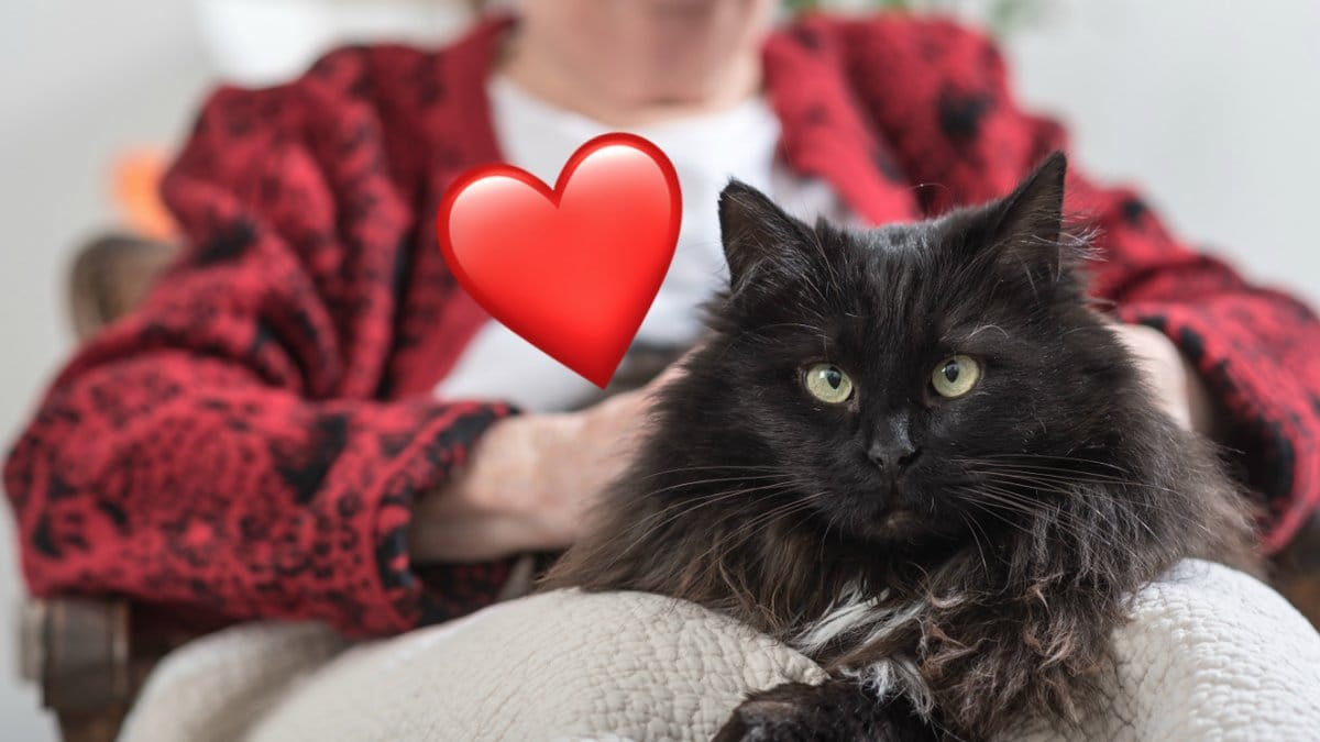 Infor-katter-pa-aldreboende