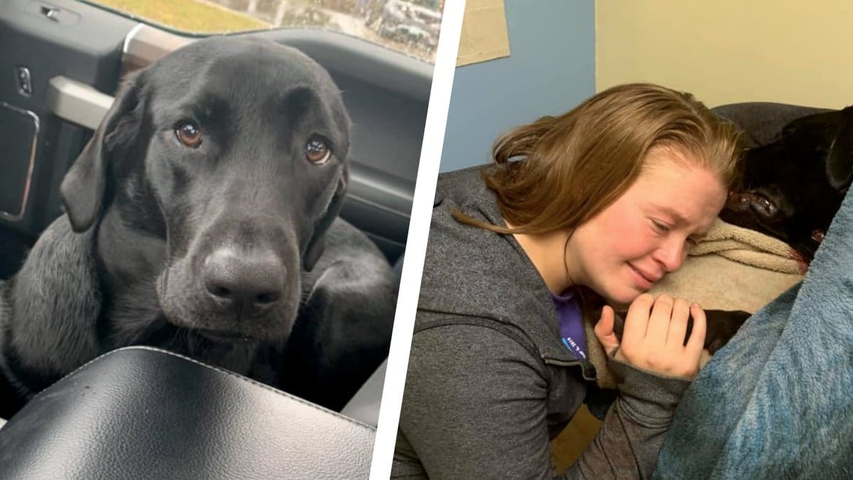 Hundvalp-skjuten-i-ansiktet