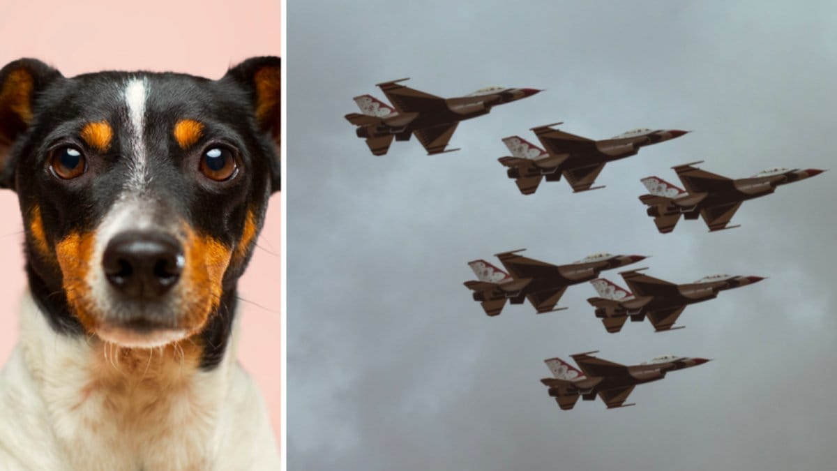 Såhär ser krisberedskapen ut för ditt husdjur.