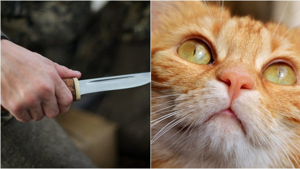 I London har katter torterats och halshuggits. 