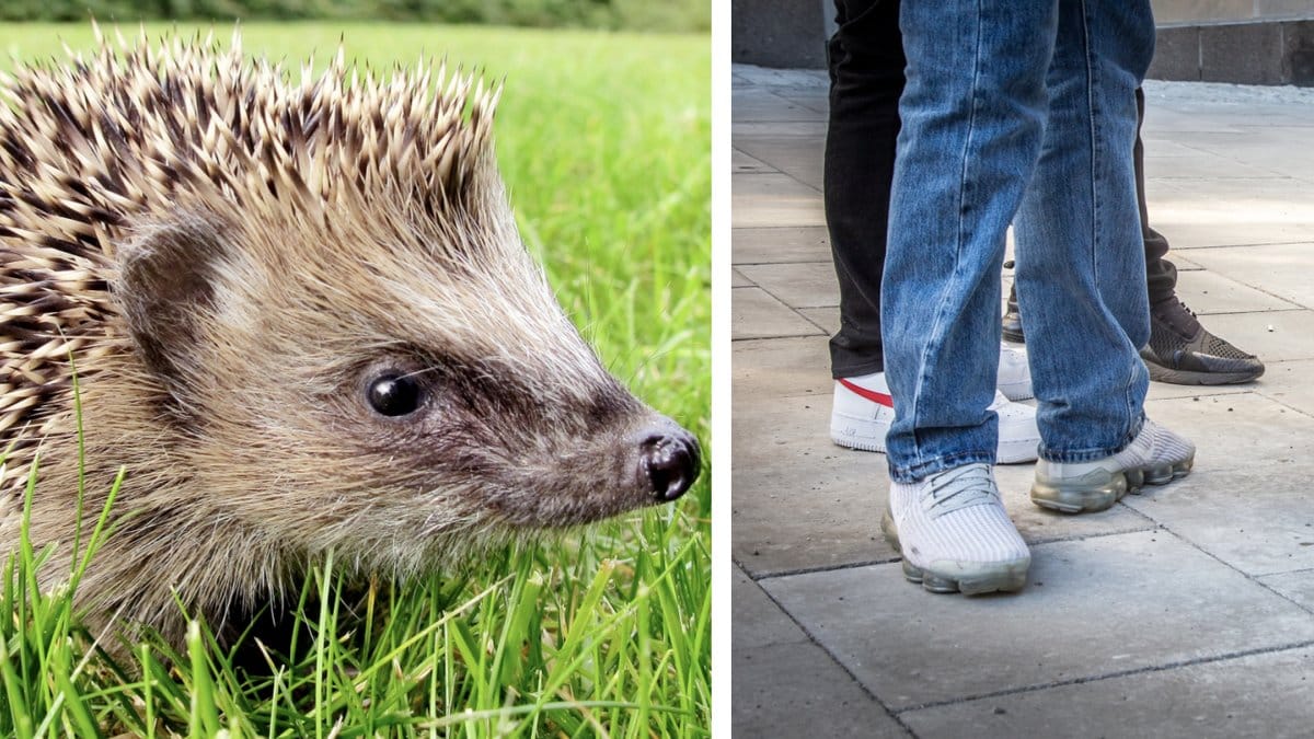 Karlskoga har ett växande problem med djurplågeri.