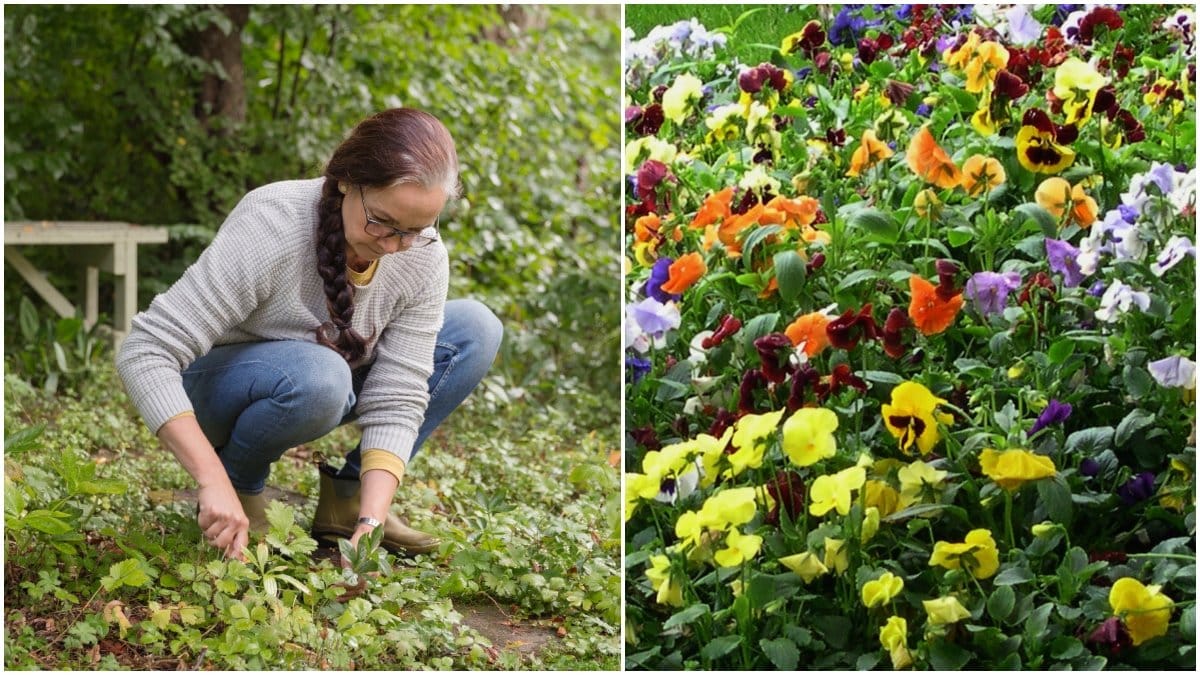 Kvinna planterar i trädgården och en blomrabatt