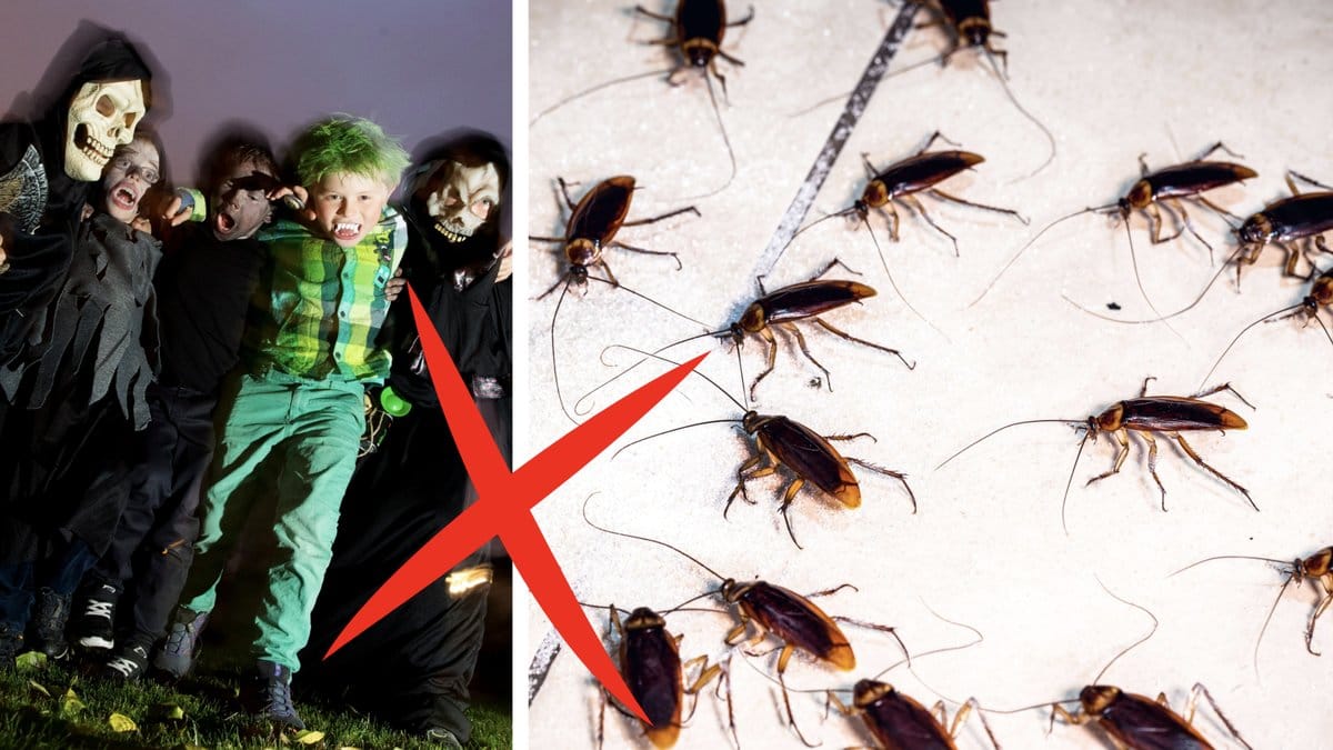 Bilderna är genrebilder.