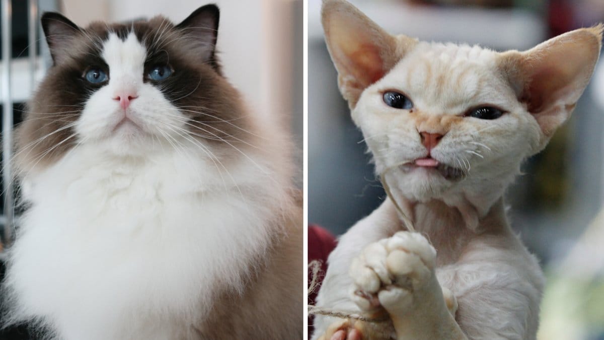 Här är Sveriges topptio favoritkatter.