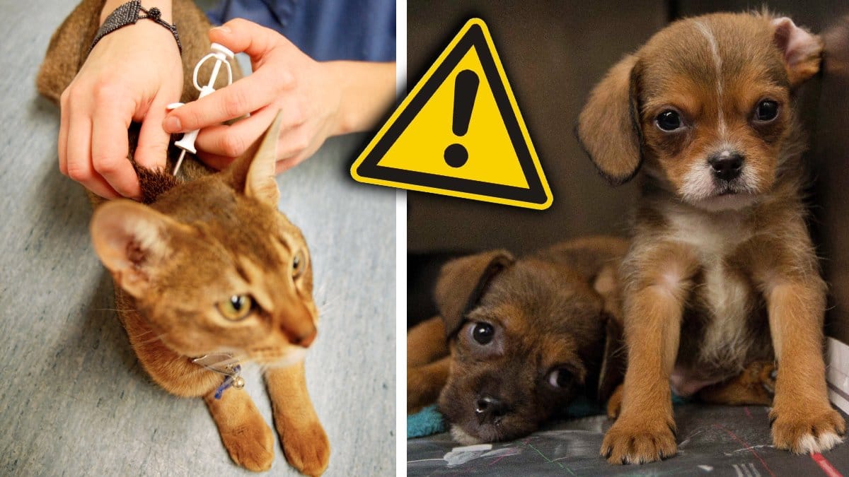 Hundar och katter har märkts med ett mikrochip som inte längre är godkänt av Jordbruksverket.