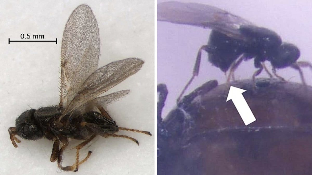 En ny typ av parasitgeting har upptäckts i Norge för första gången. 