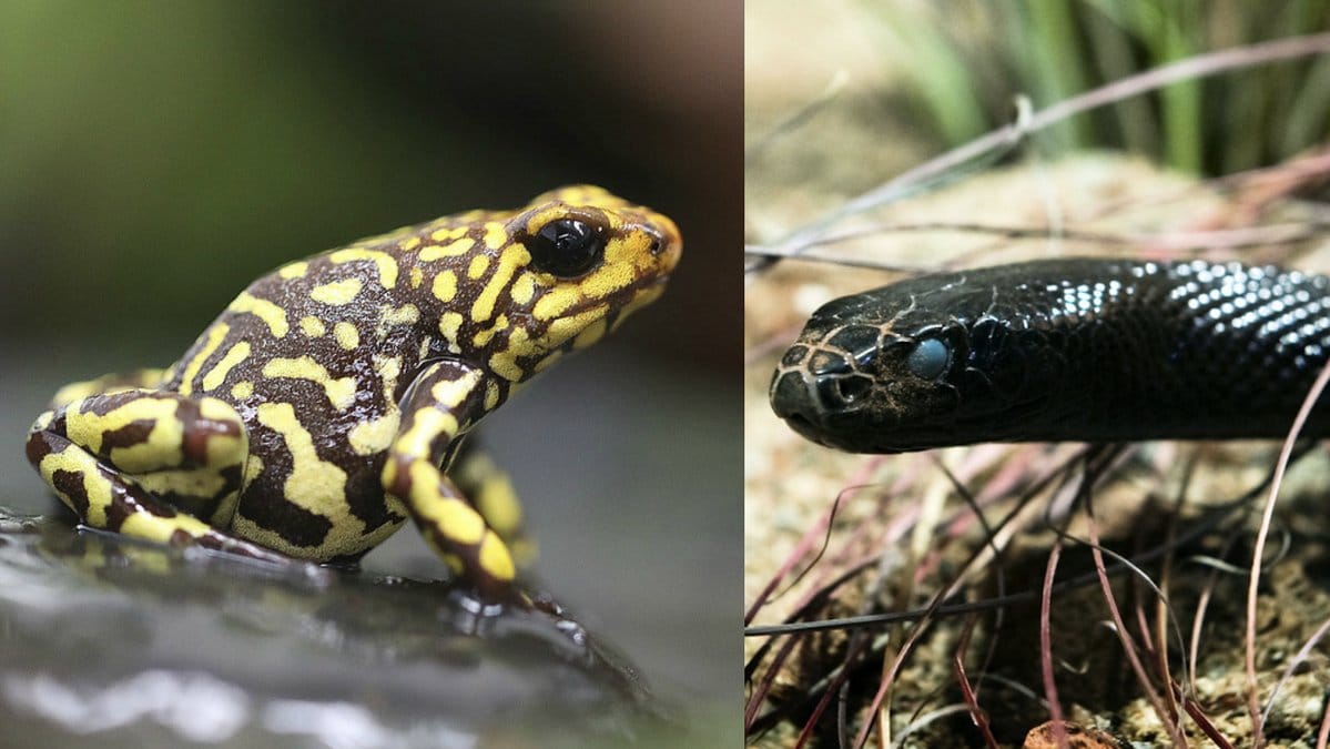 Har-ar-fem-av-varldens-farligaste-djur