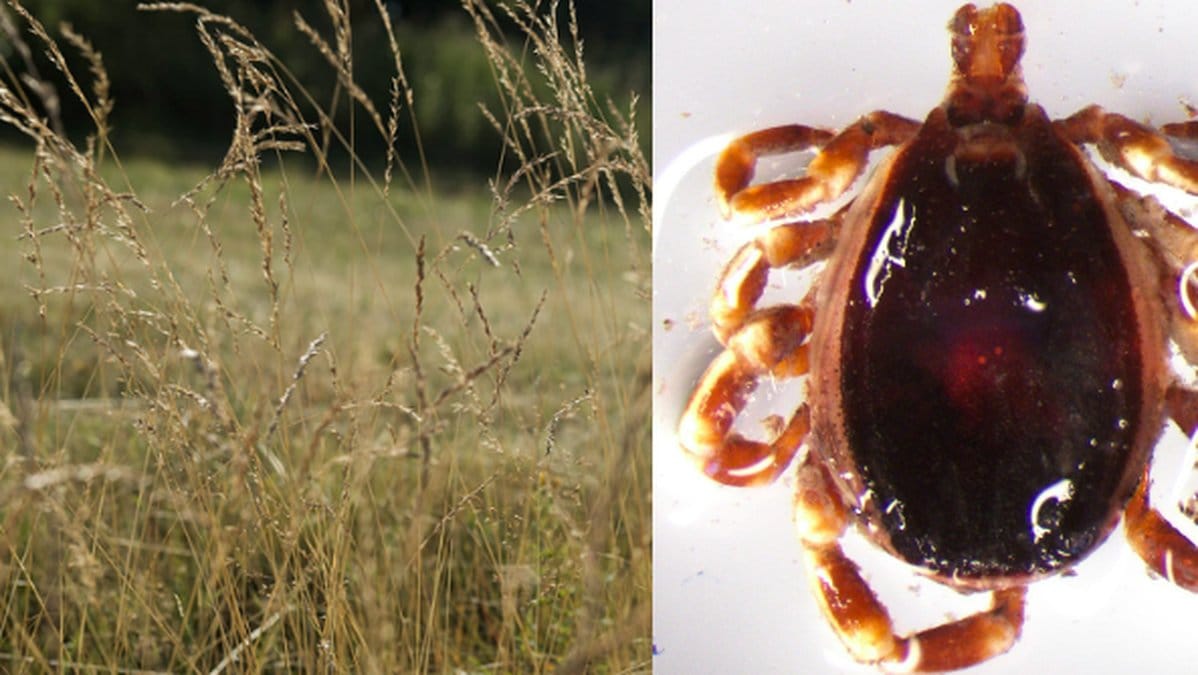 Nya fästingarter har hittats i Sverige.