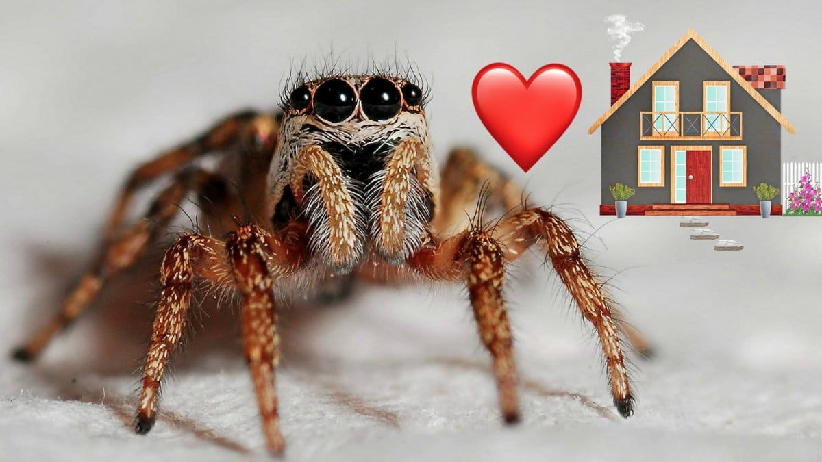 Darfor-ska-du-aldrig-doda-en-spindel-i-ditt-hem