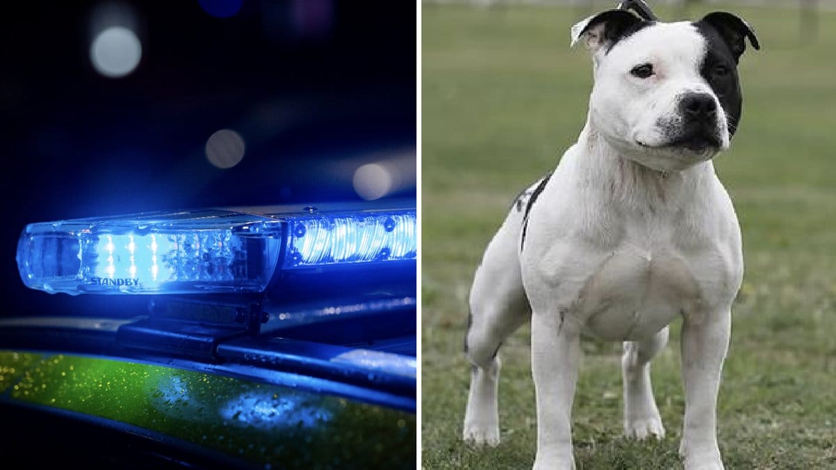 En staffordshire bullterrier bet en flicka i ansiktet. Genrebilder.