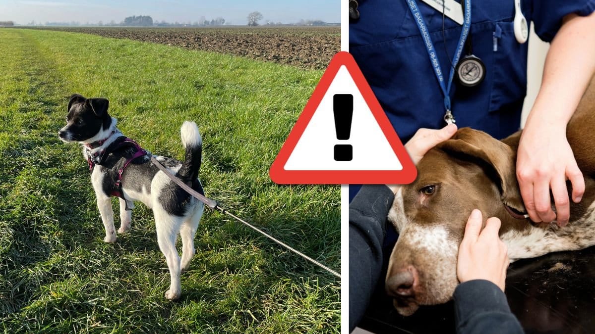 Hund på promenad och veterinärbesök.