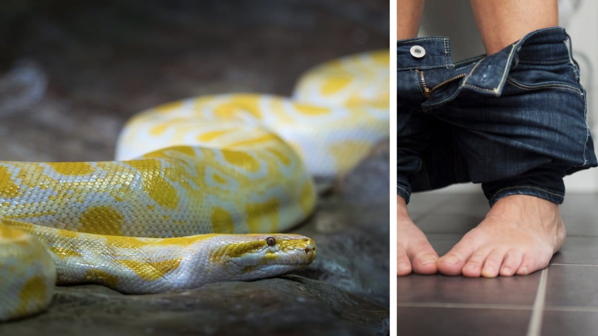 Albinopytonen rymde från grannen.