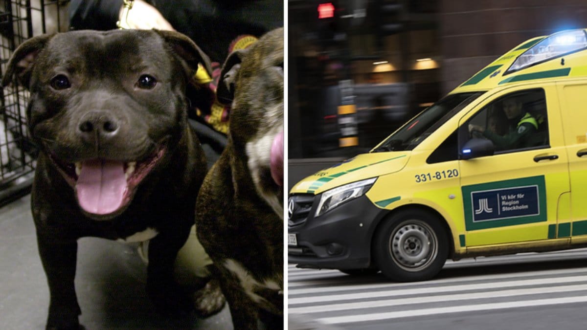 Dödliga hundattacker sker sällan, men blir vanligare.