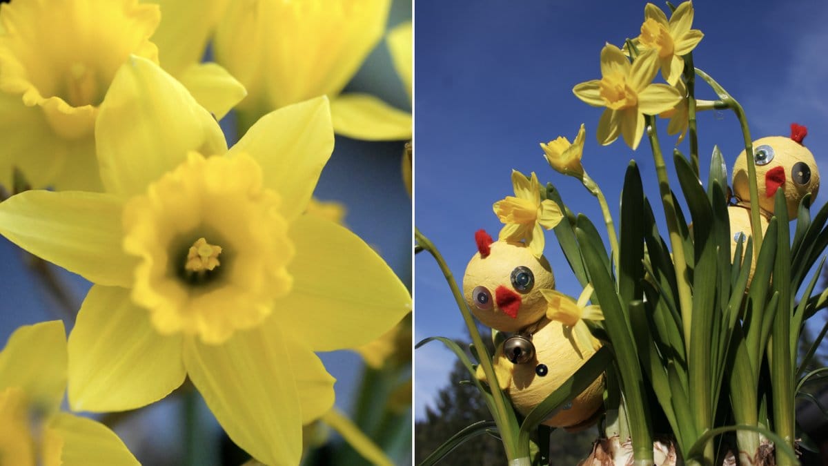 Hur sköter man påskliljor i kruka?