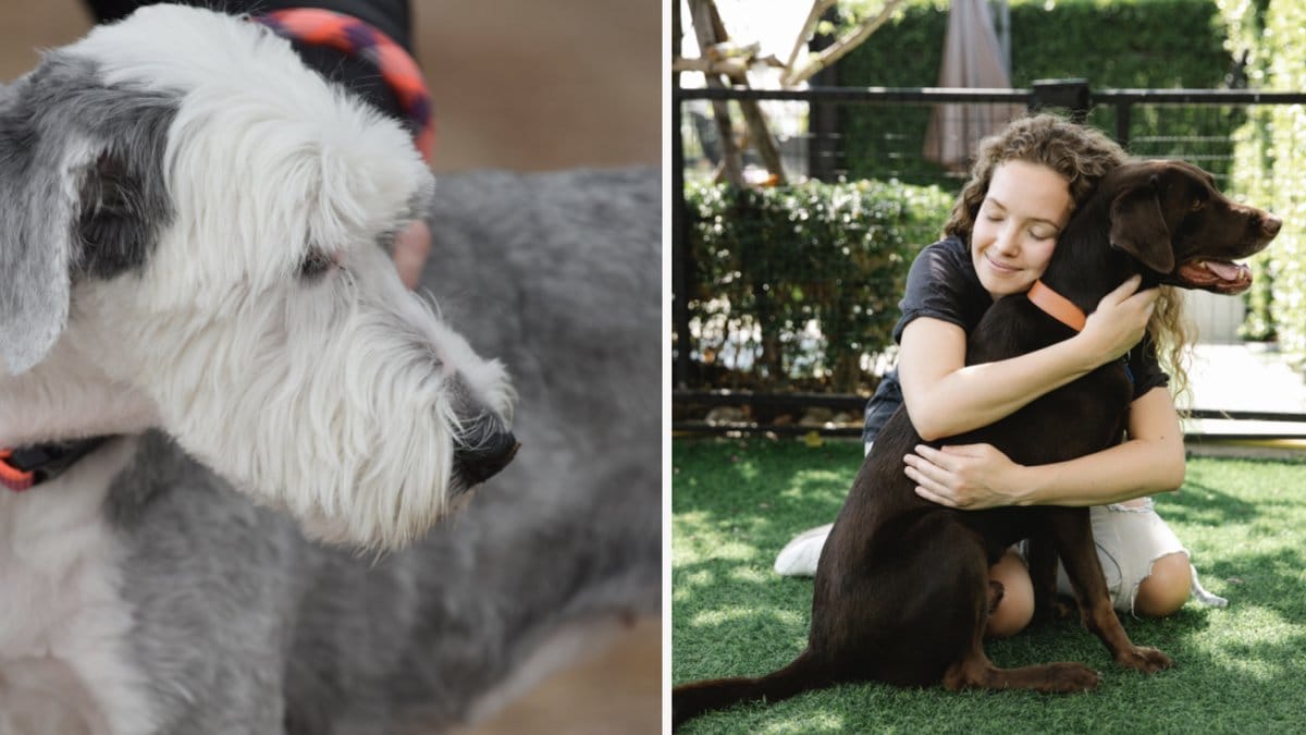 Så tar du hand om din äldre hund och ålderdomens utmaningar.