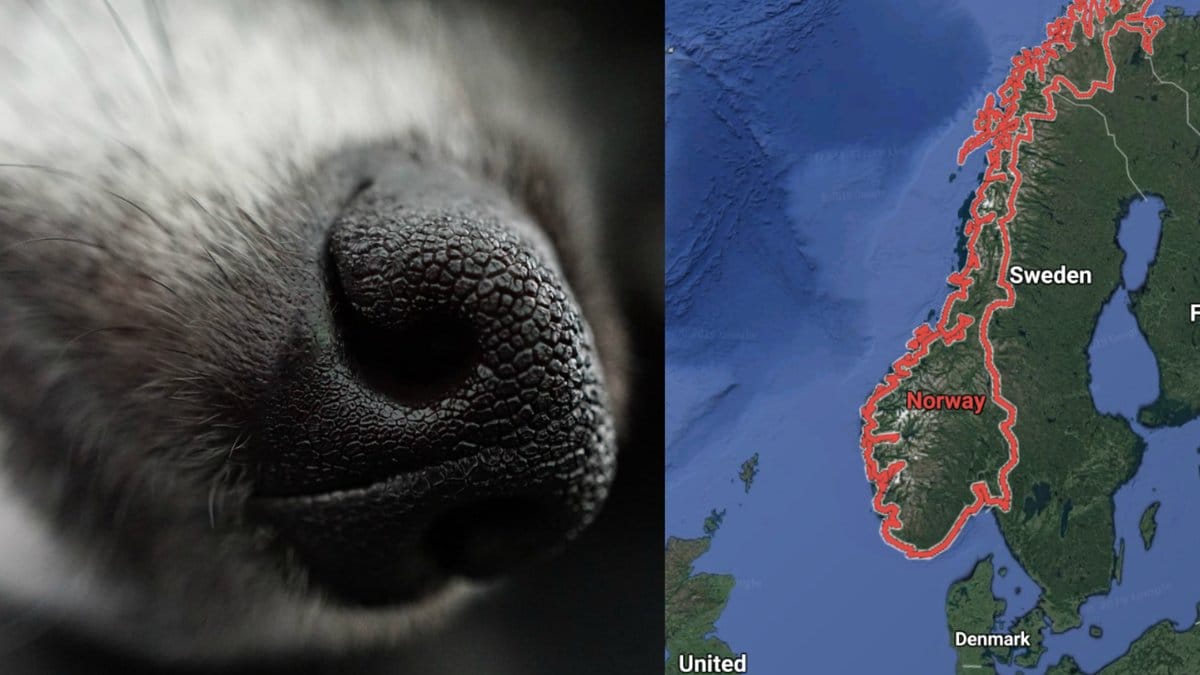 Dodlig-hundsmitta-fran-Norge-kan-sprida-sig-i-Sverige