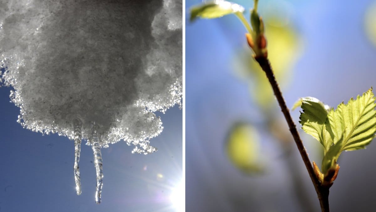 Då kommer våren till Sverige.