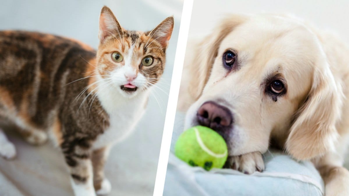 PETA-vill-forbjuda-termen-husdjur