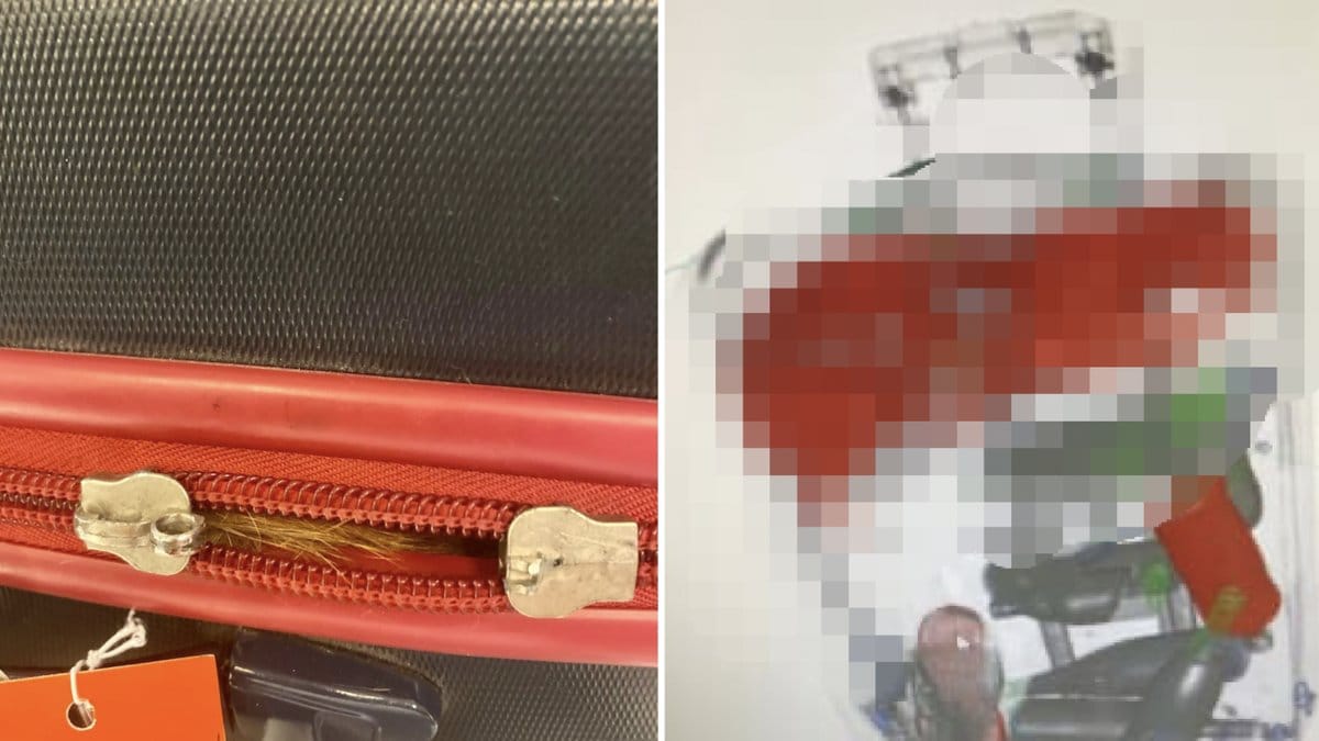 Flygplatsens fynd – en lurvig medpassagerare