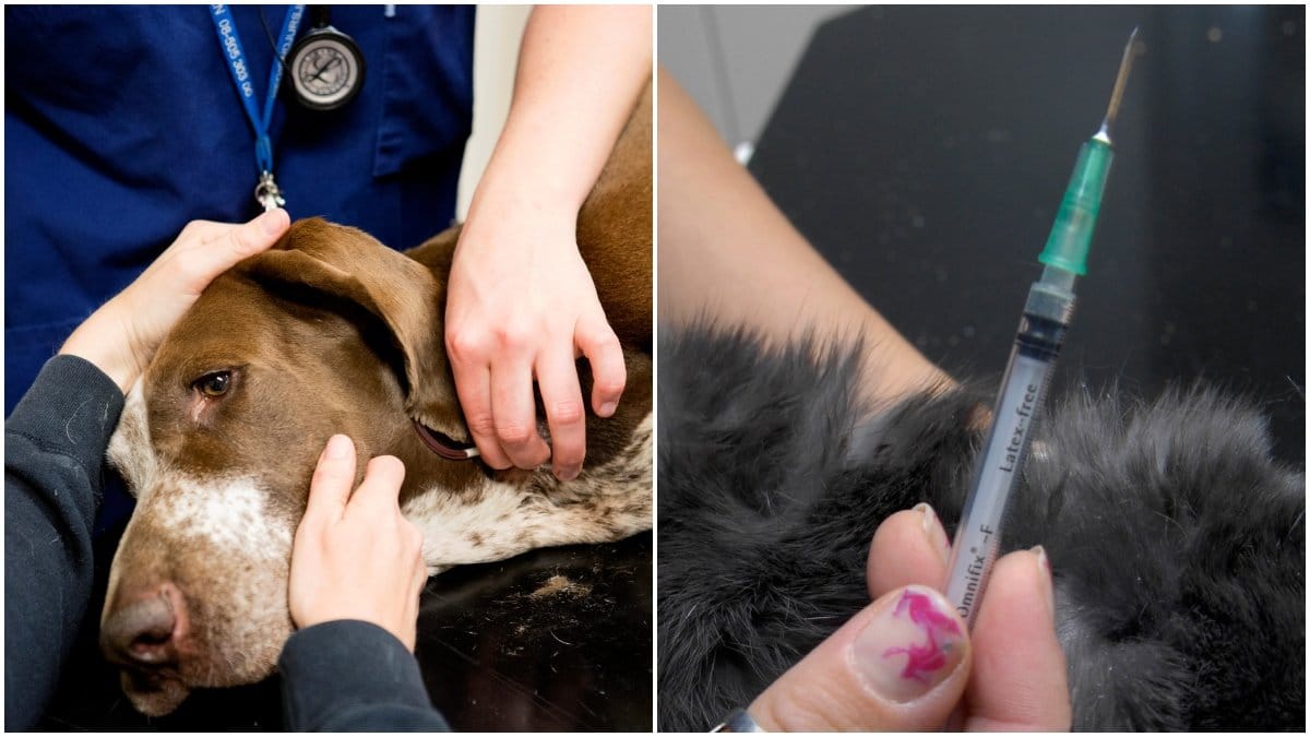Veterinären fick i sig avlivningsmedel.