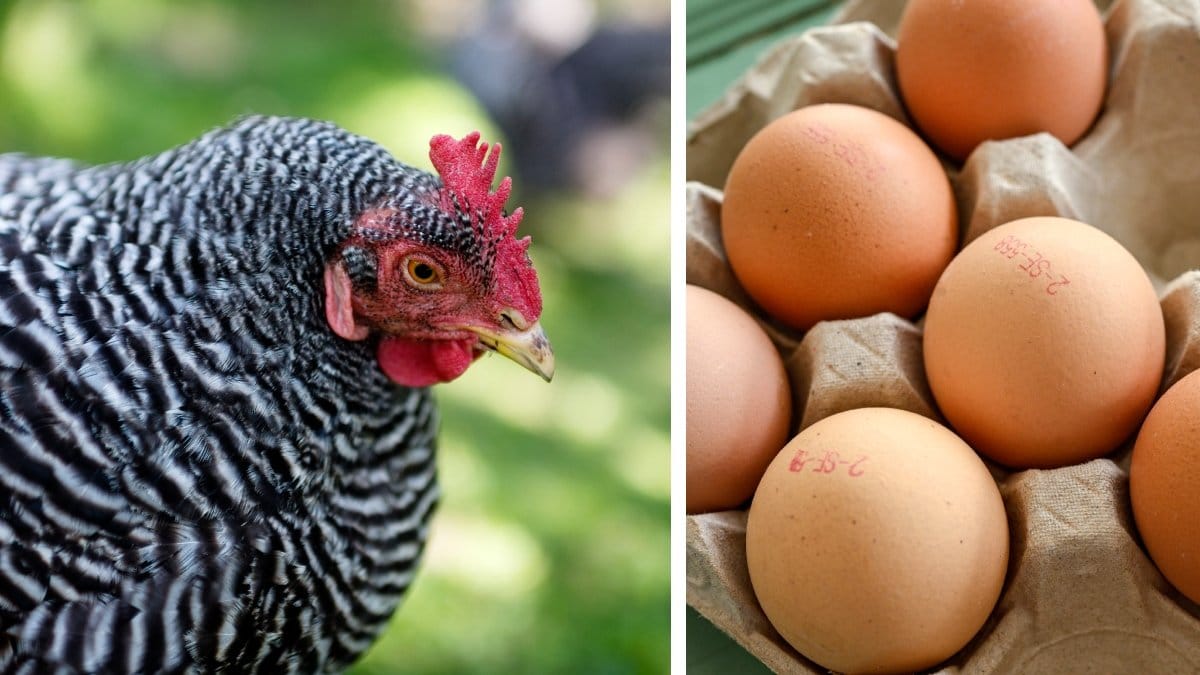 Tjuvar stal 100 000 ägg