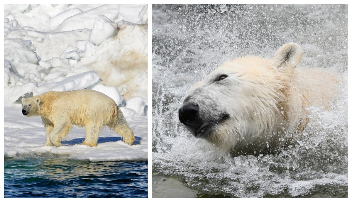 Isbjörnen gick till attack i byn Wales.