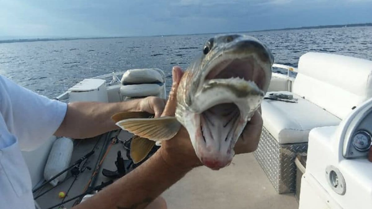 Udda fisk