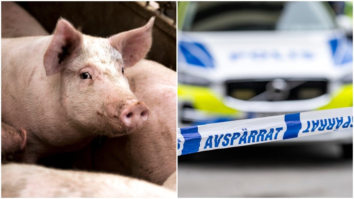 Polisen utreder hets mot folkgrupp efter att en gris kastats mot en moské.
