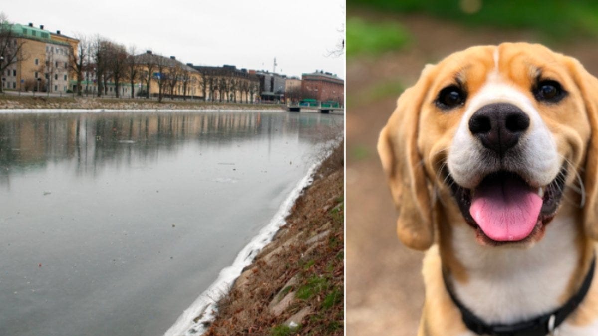 Det är inte ovanligt att liknande sker, säger polisen i Malmö.