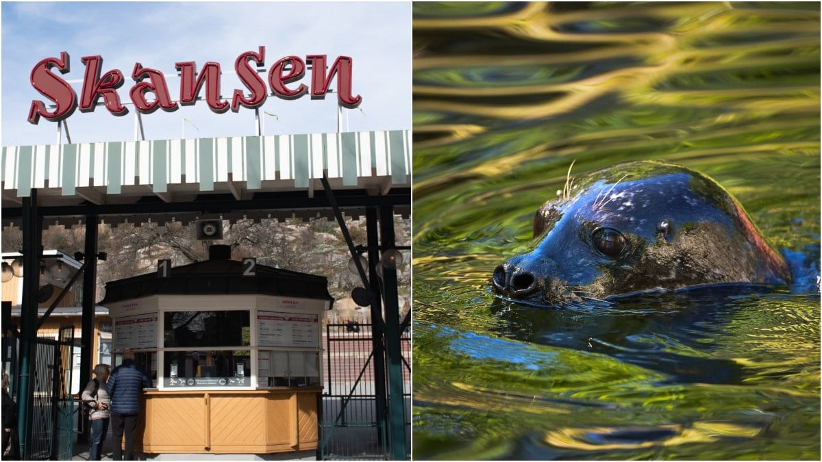 Det är dyrare att besöka Skansen i år. 