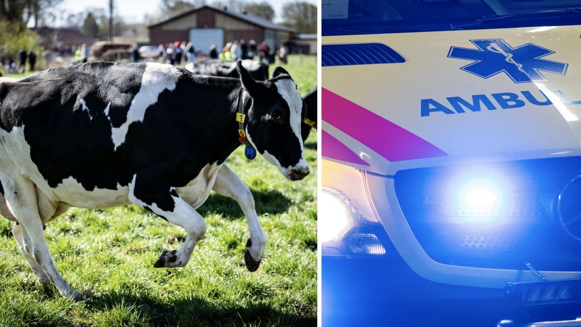 Kvinnan var ute och gick med sin hund när hon attackerades. Genrebilder.