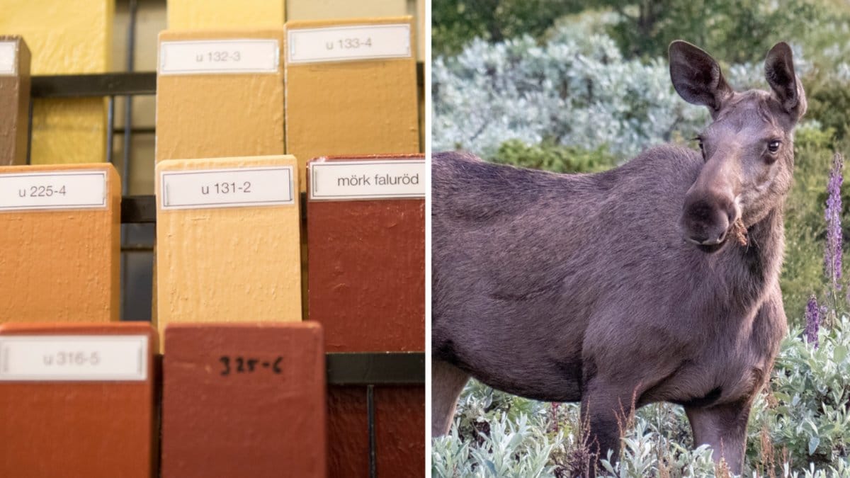 Färgprover och genrebild på älg.