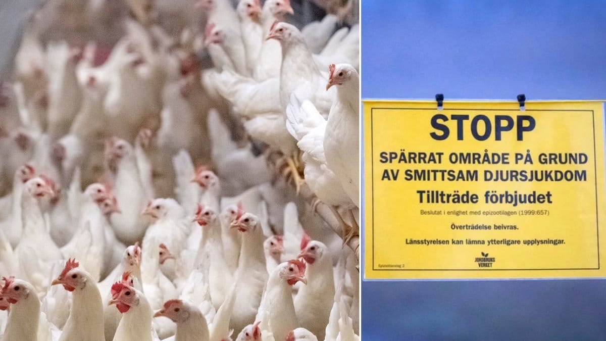 48 000 fåglar avlivas på en gård i Torsås kommun.