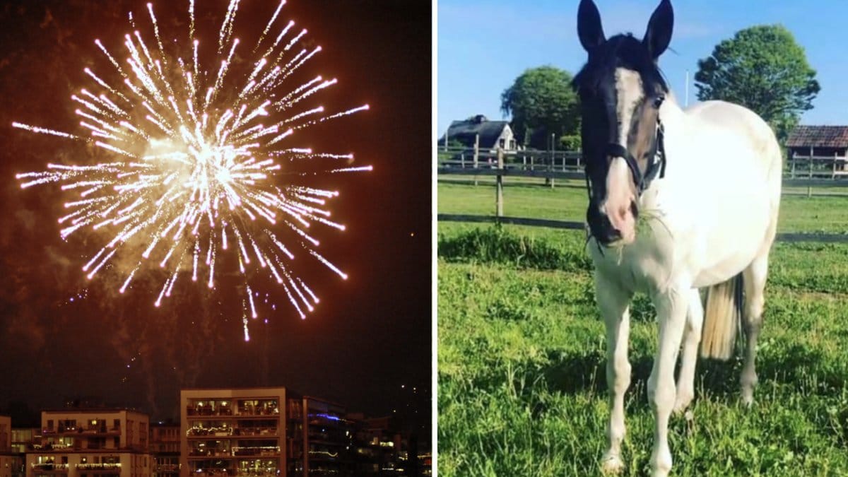 Hästen Cornetta skrämdes till döds av de höga smällarna från fyrverkerierna.