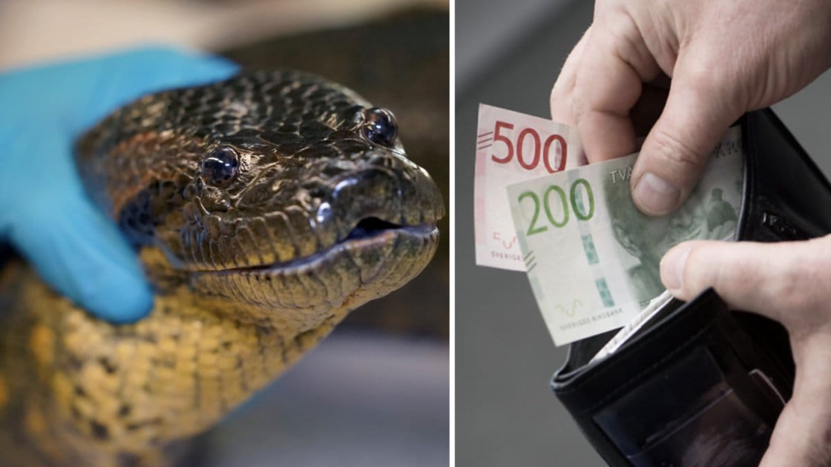 Hockeyprofilen hade flera exotiska ormar i sina ägor.