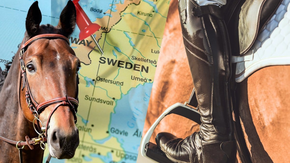 Häst utklippt väster. Karta över Sverige i bakgrunden. Utklippt bild på stövel i  en stigbygel på en häst höger.