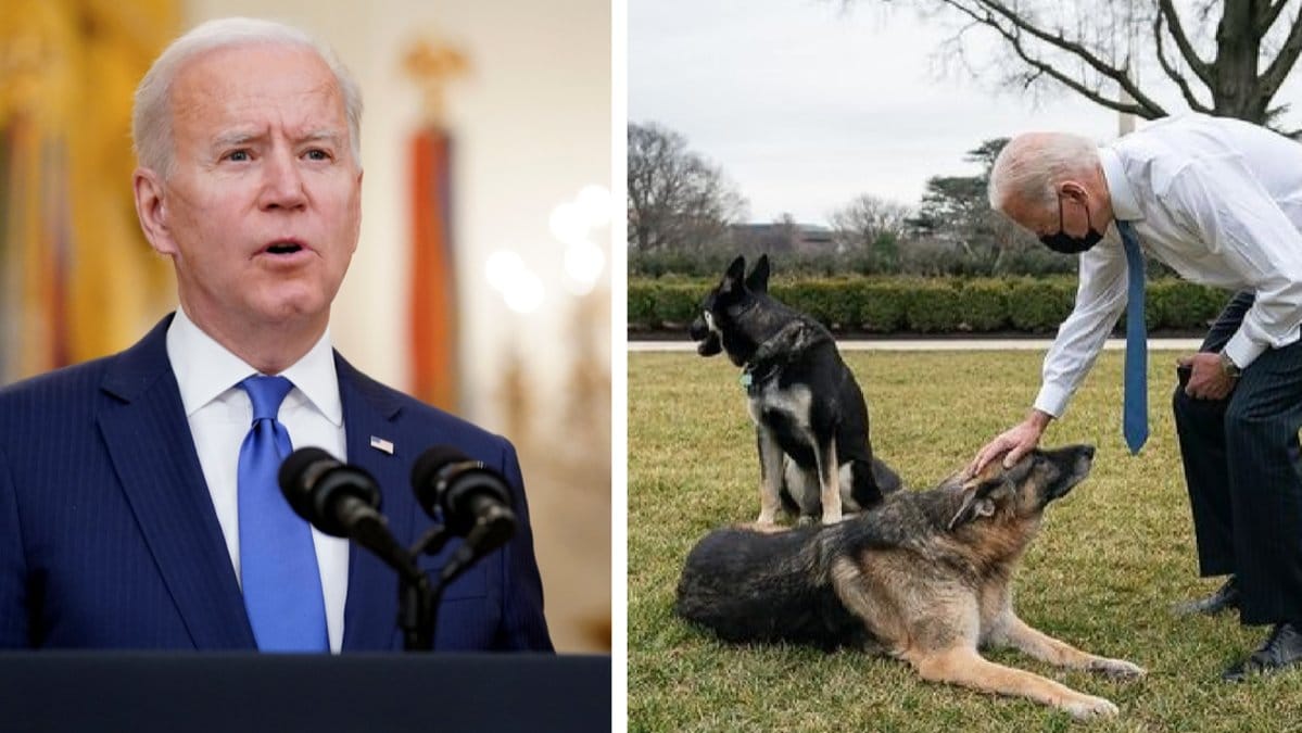 Nu får Bidens hundar lämna Vita huset.