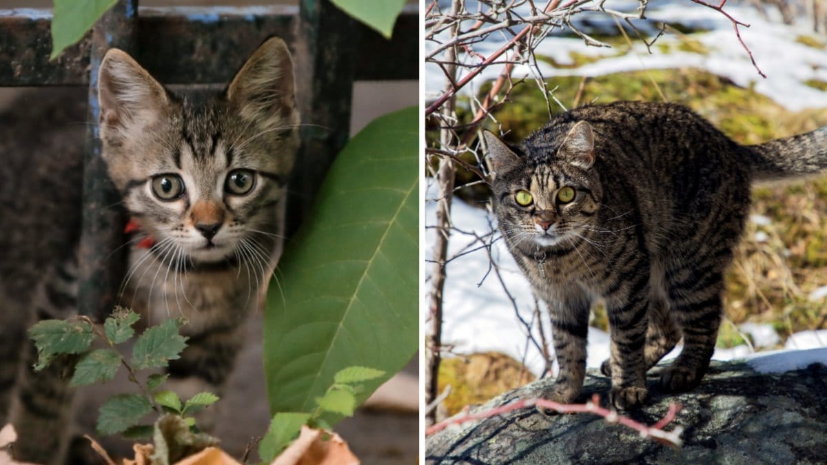 Skolbarn fick i uppgift att slå ihjäl katter.