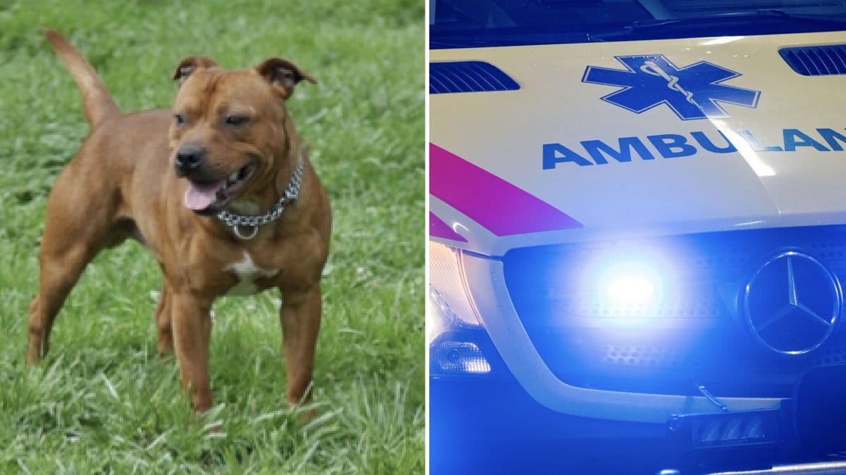 En amstaff bet ihjäl sin ägare i Robertsfors på söndagskvällen. Genrebilder.
