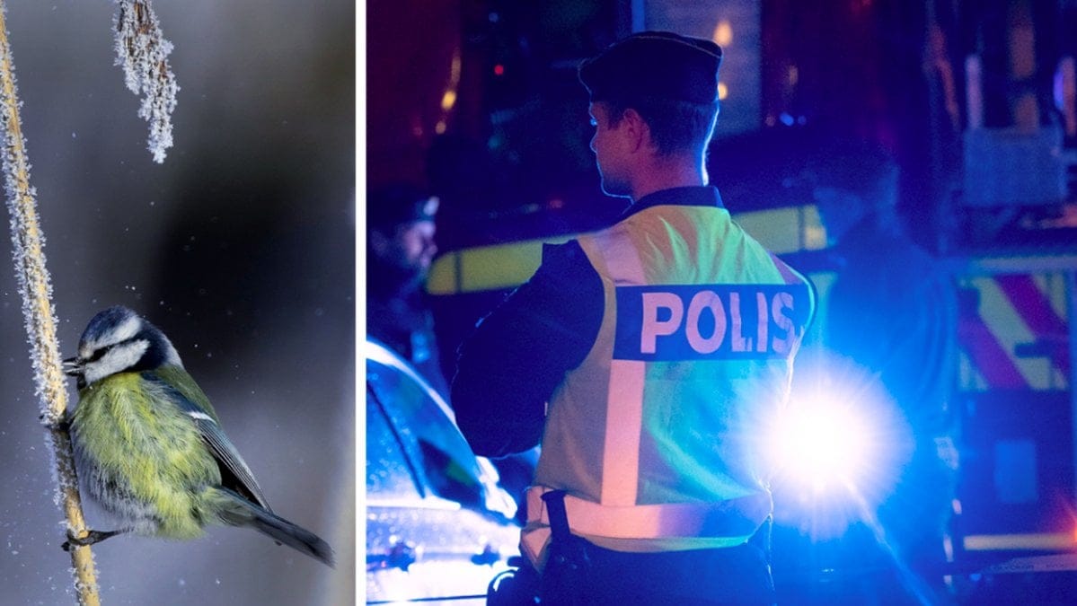 Karlstad kommun kan komma att använda fågelkvitter och lugn musik för att minska brottslighet.