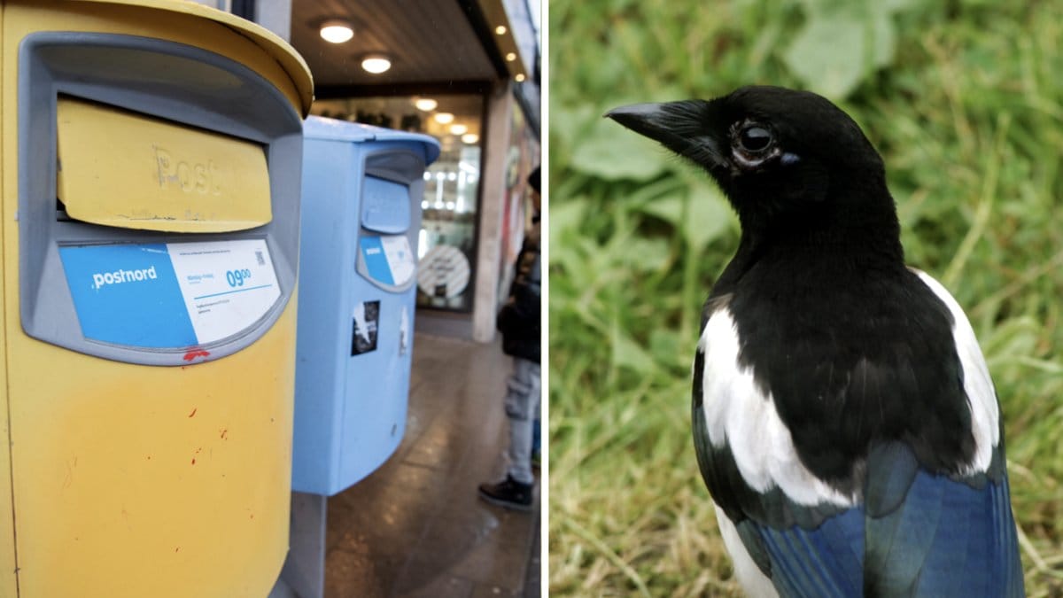 En man åtalas sedan han i jakten på en skata i stället prickat en brevlåda.