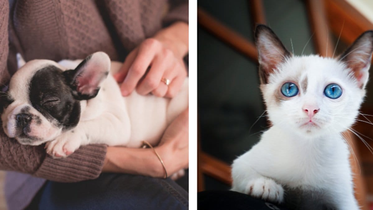 Fyra-yrken-dar-du-far-jobba-med-djur-utan-utbildning