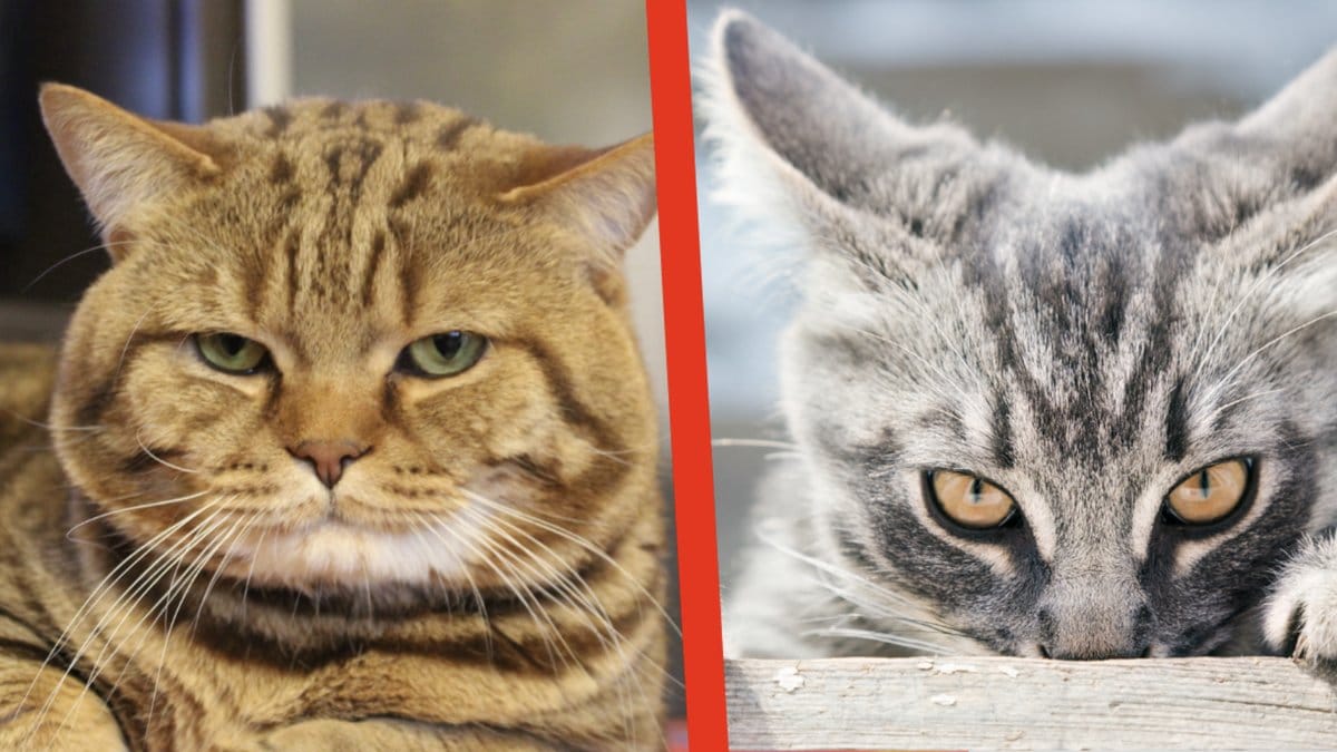 En ny studie om katter. 